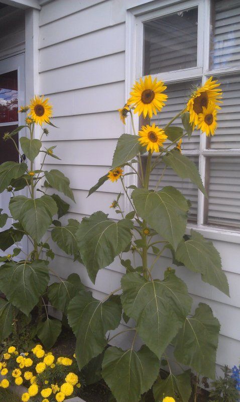 I think I like the multi-blooming ones.